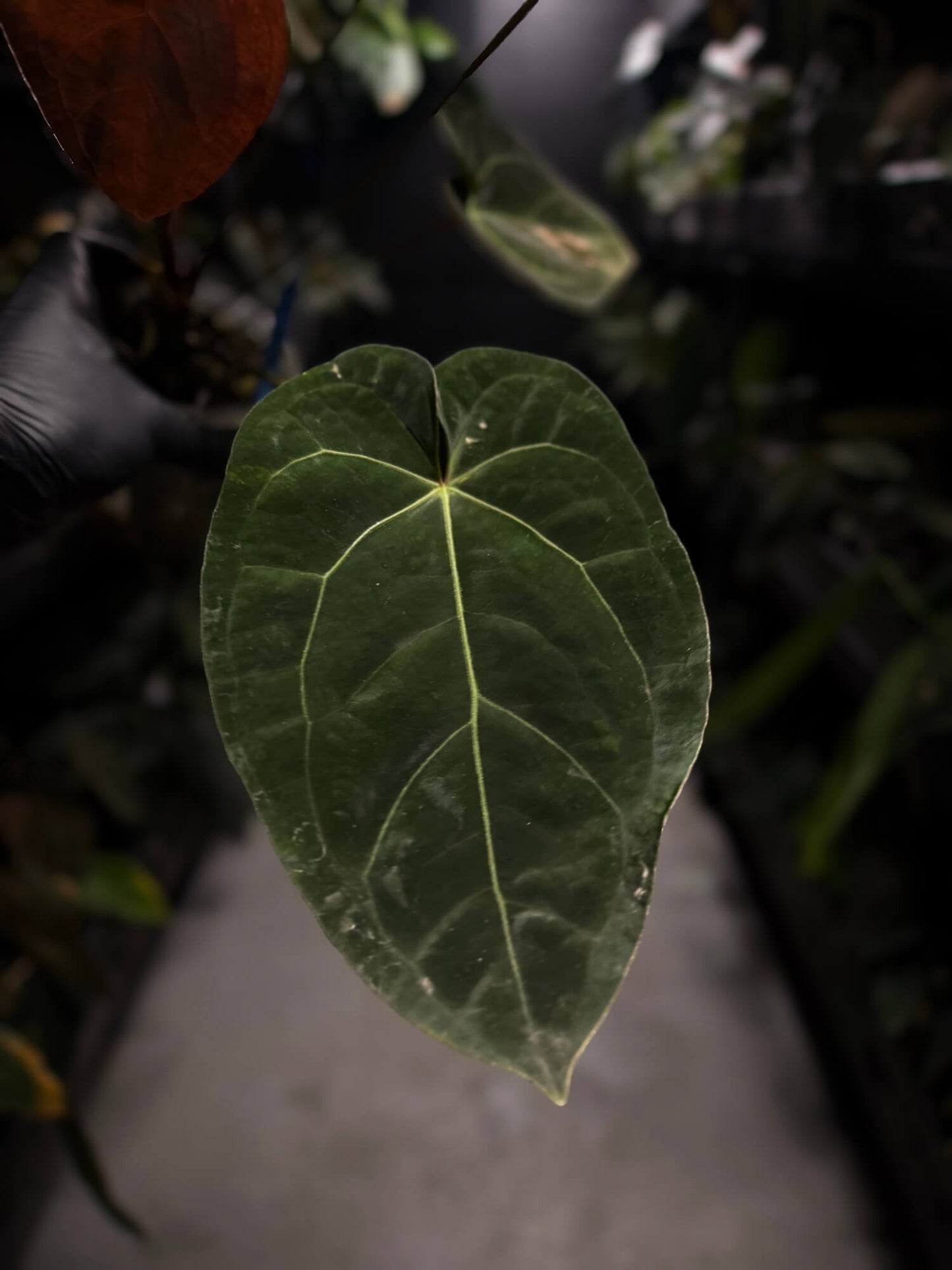 Anthurium luxurians papillilaminum crystal hybrid • pink variegated