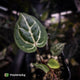 Anthurium ('SKG Silver' x 'Red Crystal') x ('Michelle' f2) • first release