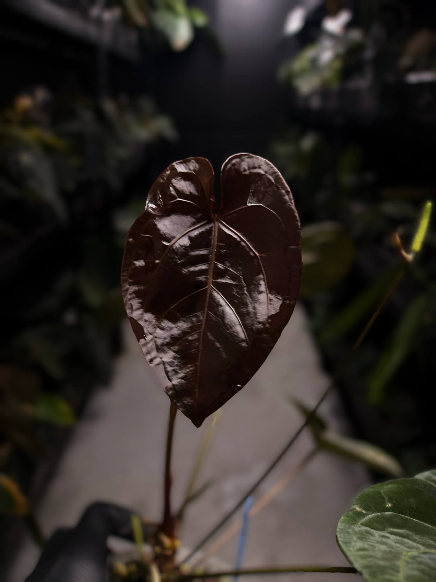Anthurium luxurians papillilaminum crystal hybrid • pink variegated