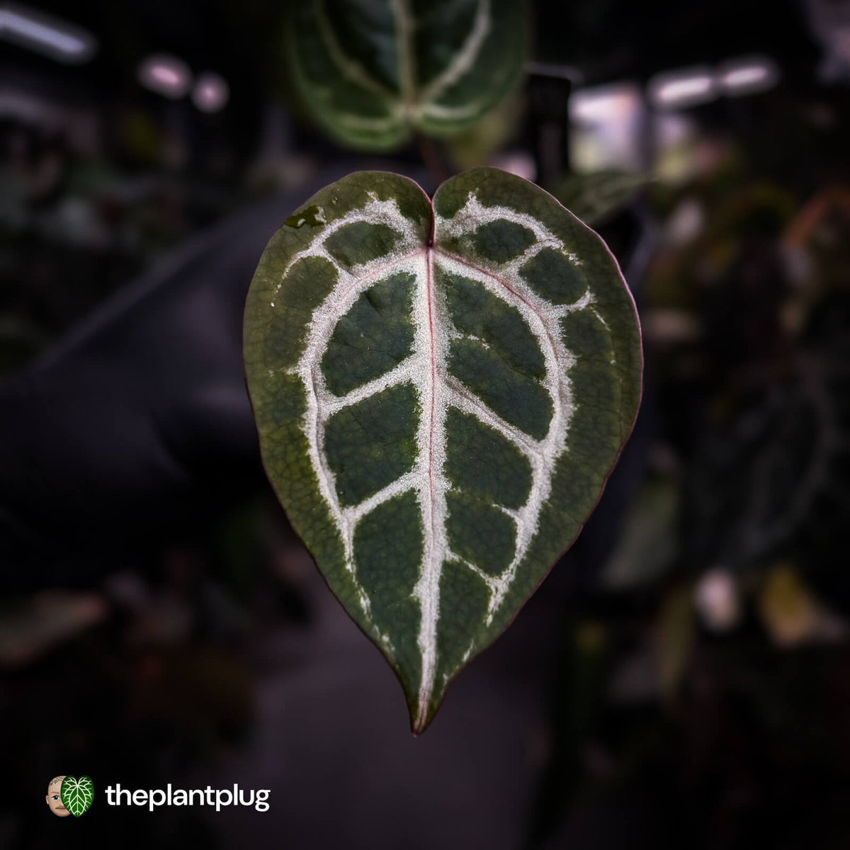 Anthurium ('SKG Silver' x 'Red Crystal') x ('Michelle' f2) • first release