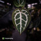 Anthurium ('SKG Silver' x 'Red Crystal') x ('Michelle' f2) • first release