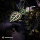 Anthurium ('SKG Silver' x 'Red Crystal') x ('Michelle' f2) • first release