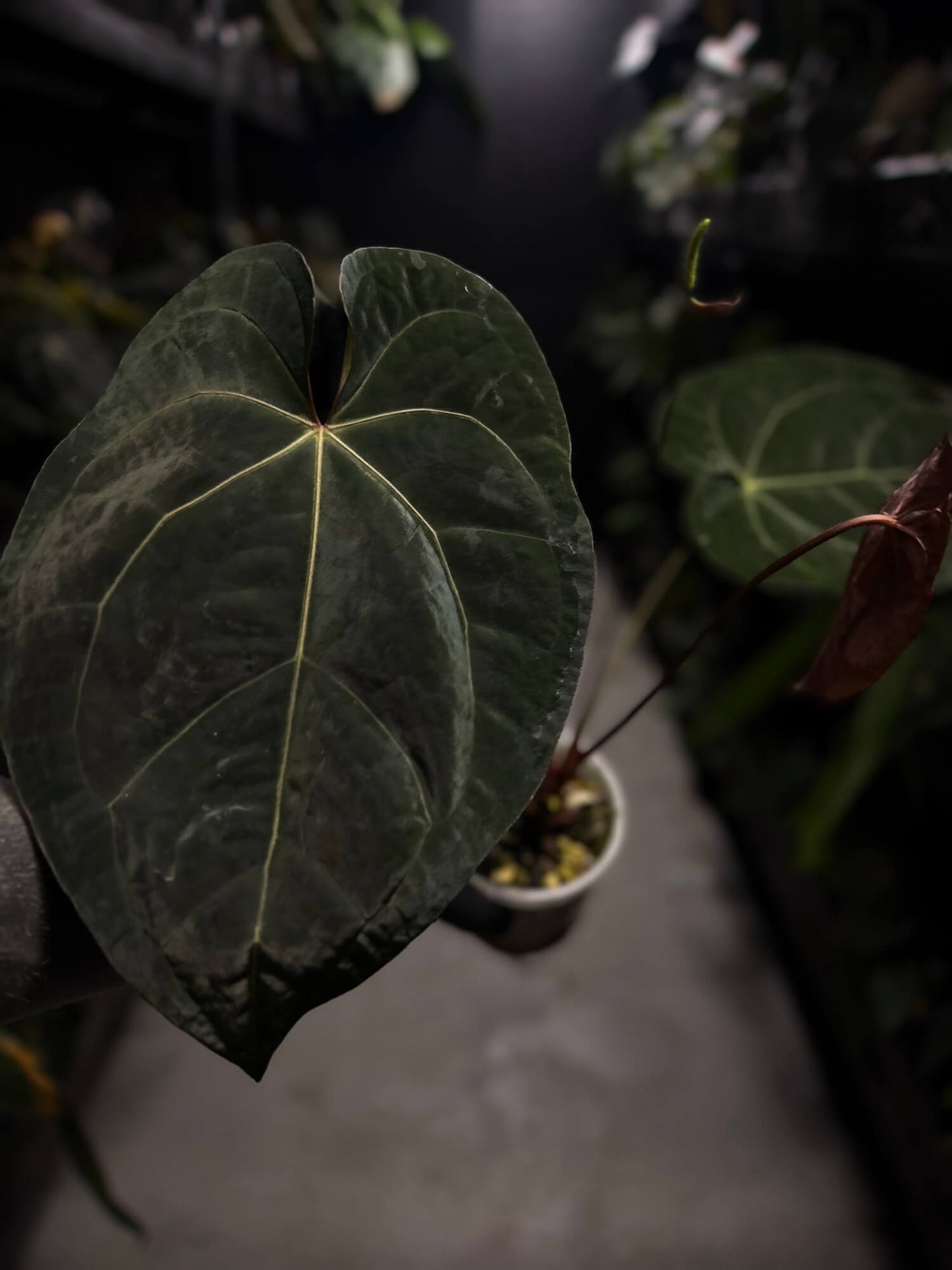 Anthurium luxurians papillilaminum crystal hybrid • pink variegated