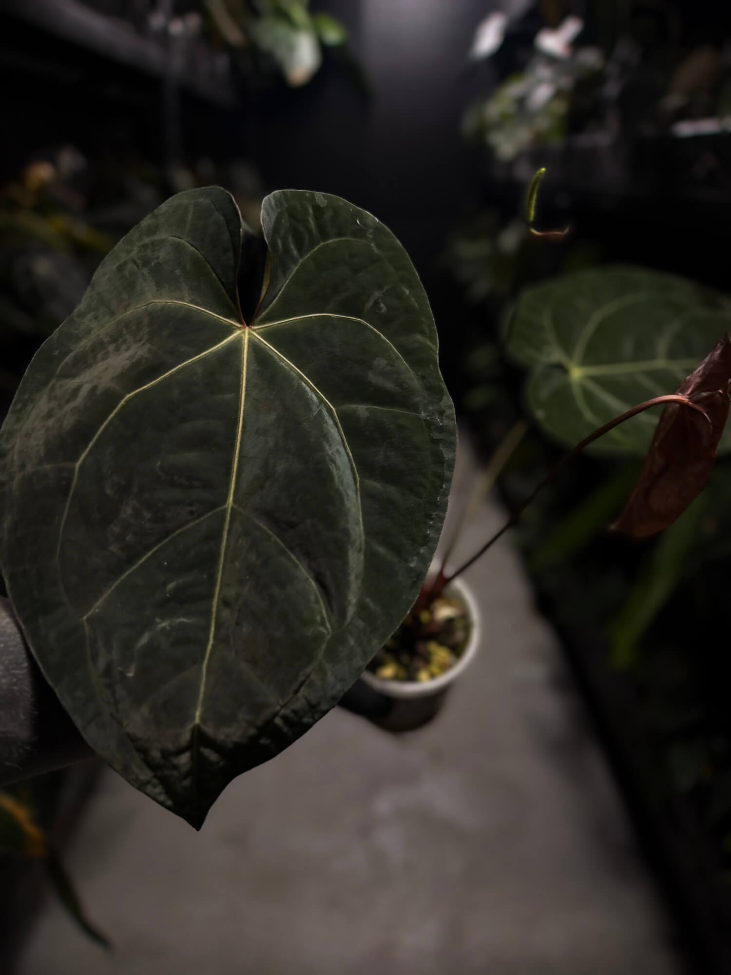 Anthurium luxurians papillilaminum crystal hybrid • pink variegated