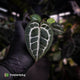 Anthurium ('SKG Silver' x 'Red Crystal') x ('Michelle' f2) • first release