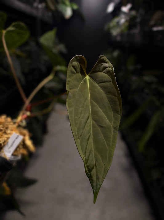 Anthurium #BlinkyBill