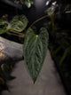 Anthurium #BlinkyBill