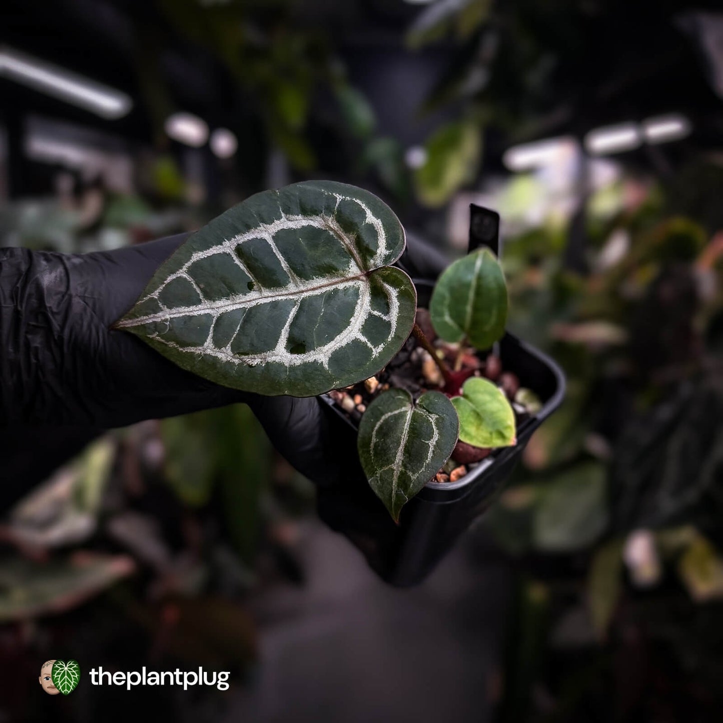 Anthurium ('SKG Silver' x 'Red Crystal') x ('Michelle' f2) • first release