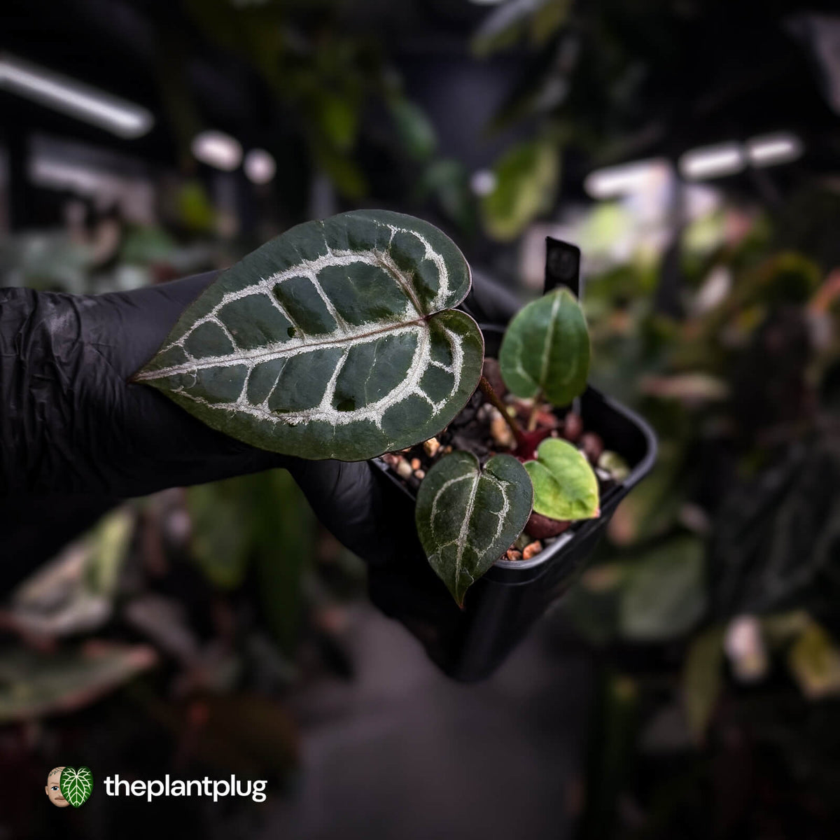 Anthurium ('SKG Silver' x 'Red Crystal') x ('Michelle' f2) • first release