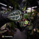 Anthurium ('SKG Silver' x 'Red Crystal') x ('Michelle' f2) • first release
