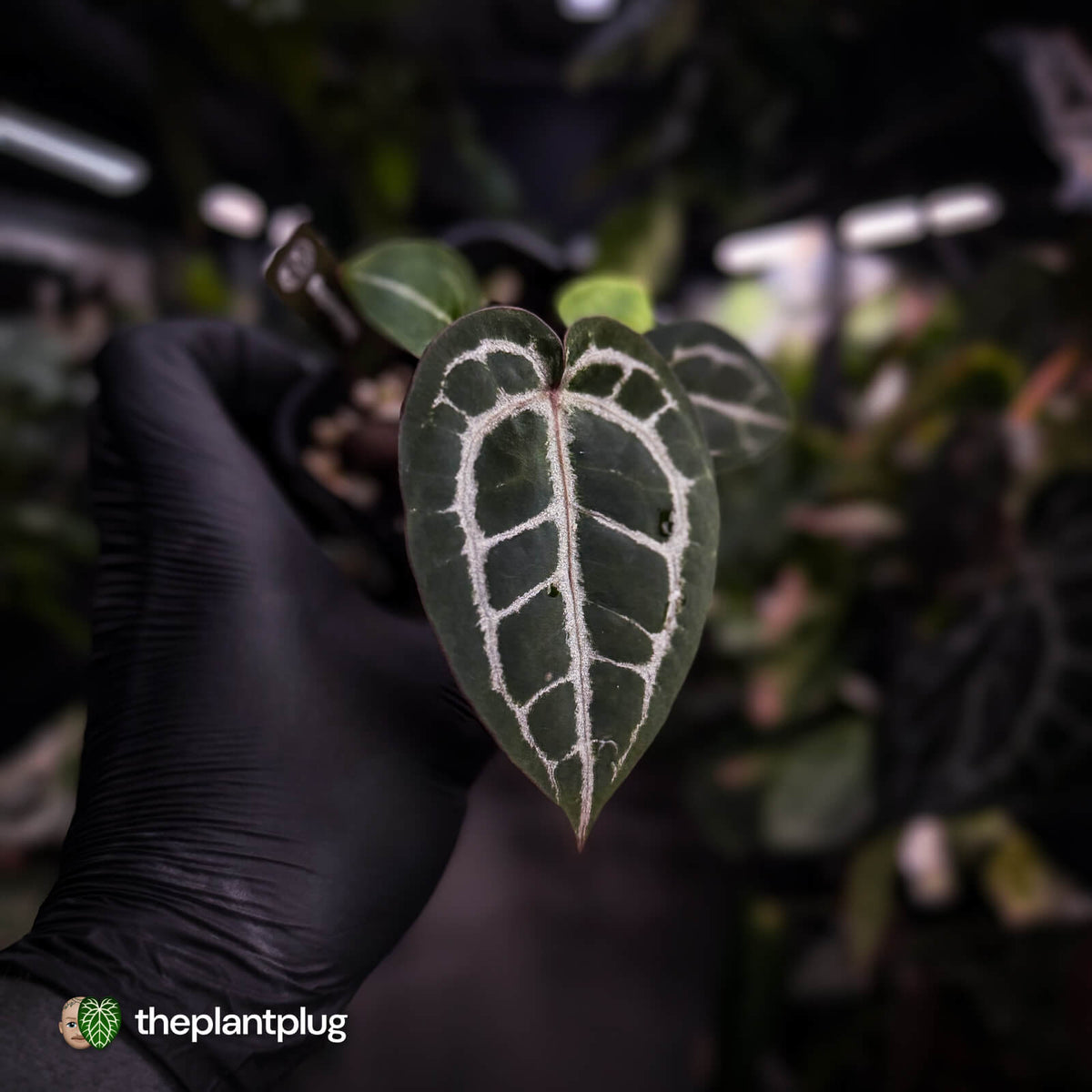 Anthurium ('SKG Silver' x 'Red Crystal') x ('Michelle' f2) • first release