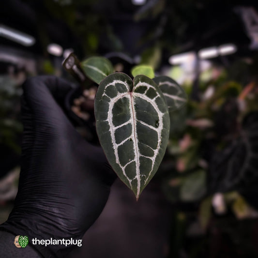 Anthurium ('SKG Silver' x 'Red Crystal') x ('Michelle' f2) • first release