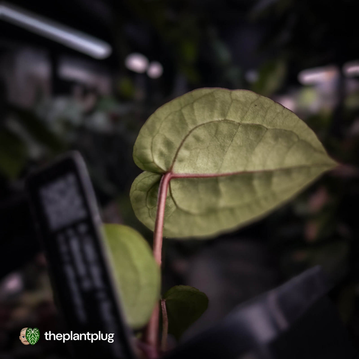 Anthurium ('SKG Silver' x 'Red Crystal') x ('Michelle' f2) • first release