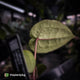 Anthurium ('SKG Silver' x 'Red Crystal') x ('Michelle' f2) • first release