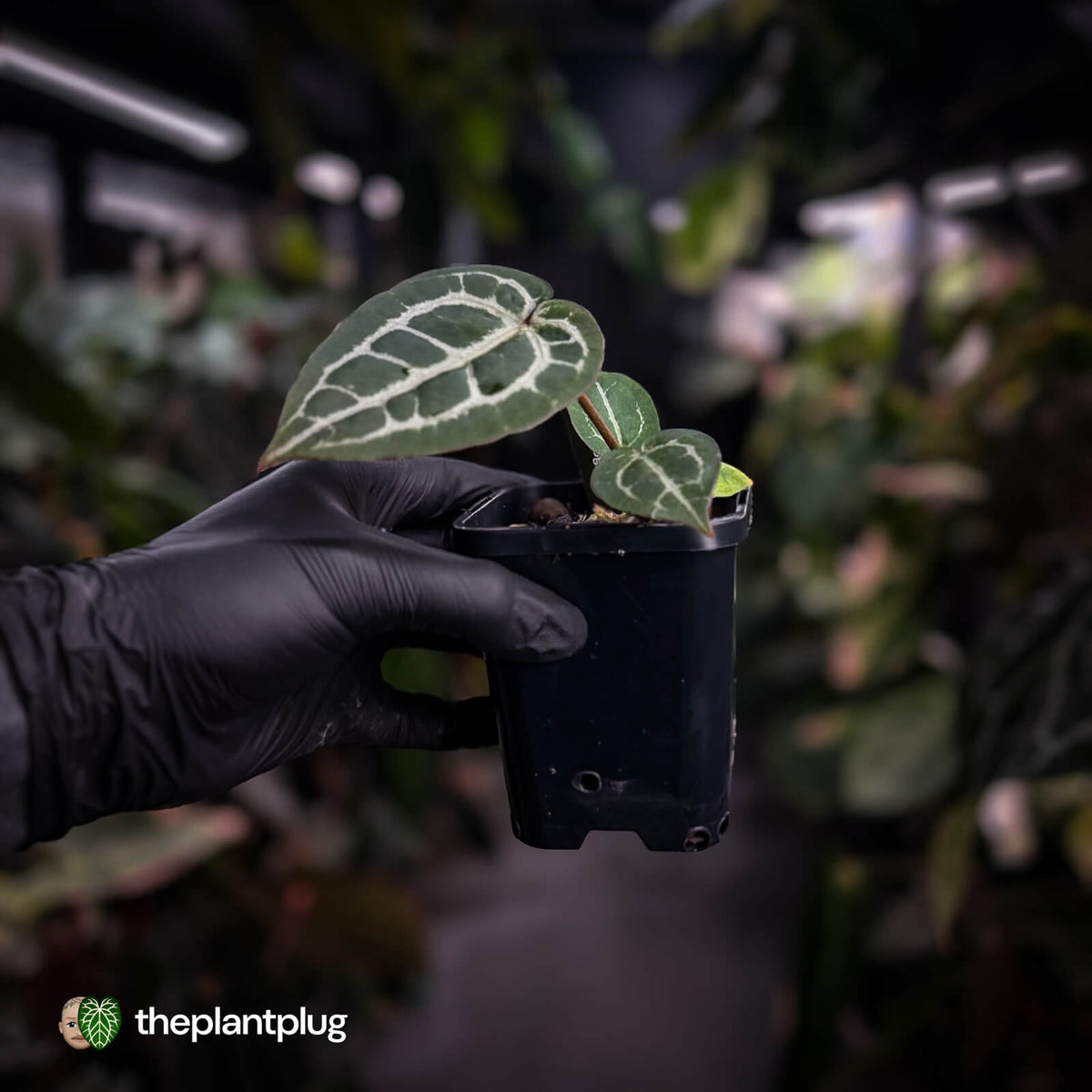 Anthurium ('SKG Silver' x 'Red Crystal') x ('Michelle' f2) • first release