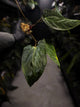 Anthurium #BlinkyBill