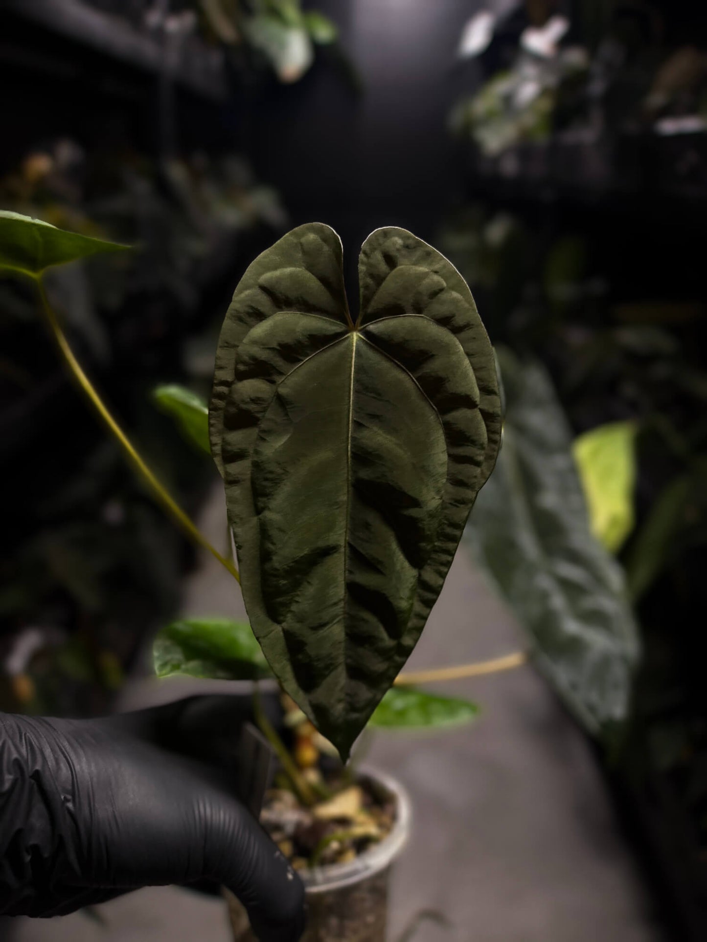 Anthurium #BlinkyBill • select