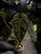 Anthurium #BlinkyBill • select