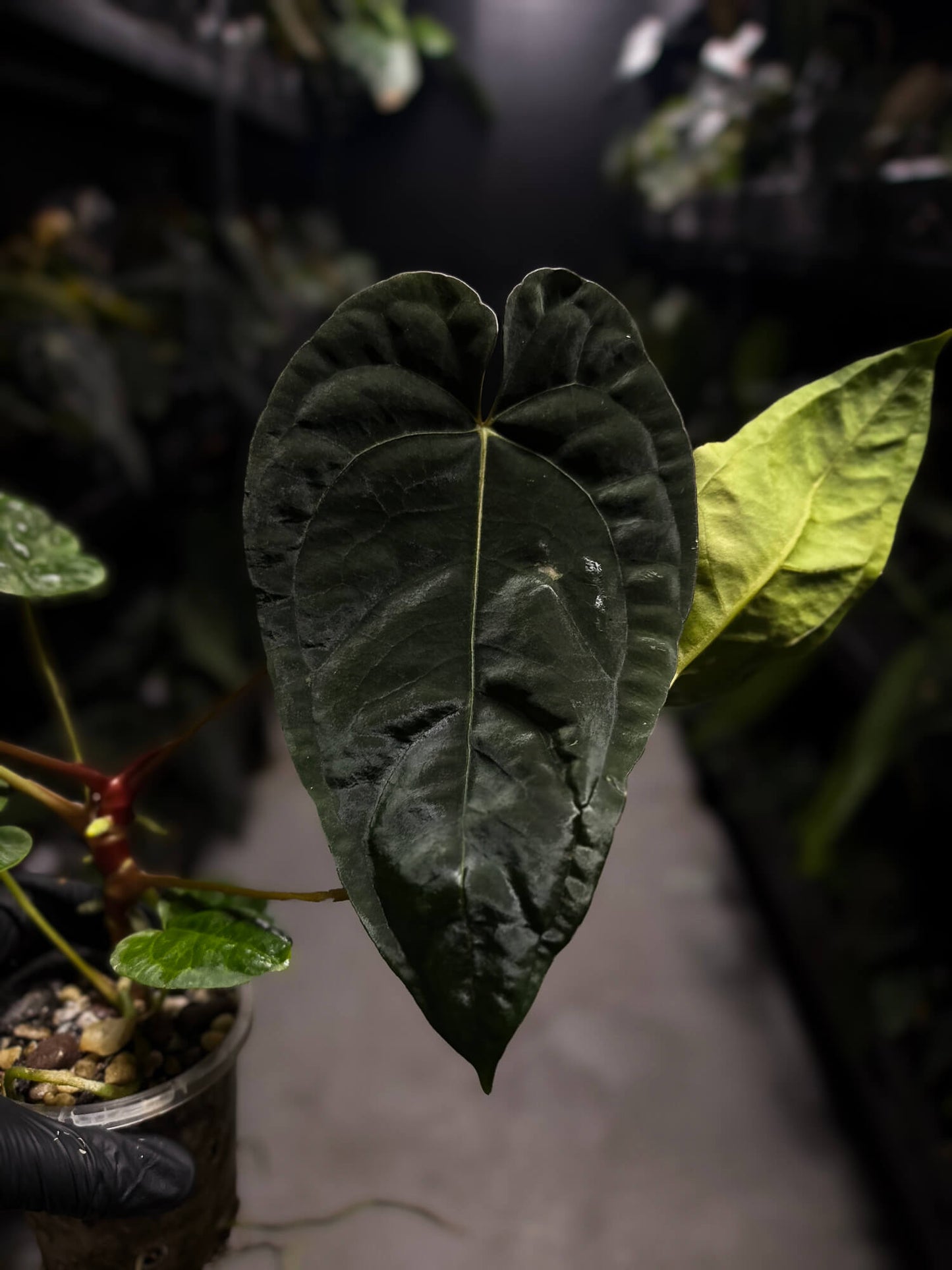 Anthurium #BlinkyBill • select
