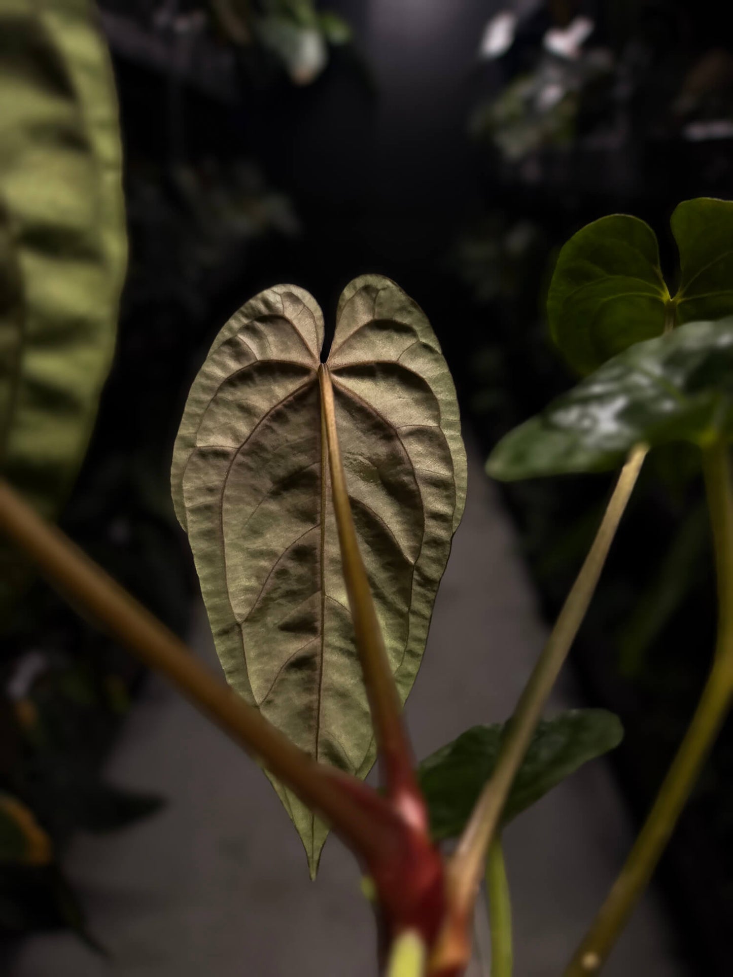 Anthurium #BlinkyBill • select