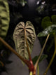 Anthurium #BlinkyBill • select