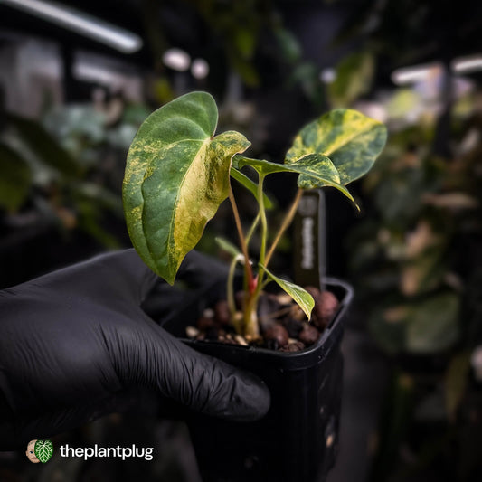 Anthurium (forgetii x papillilaminum var) x (papillilaminum x besseae aff) • highly variegated