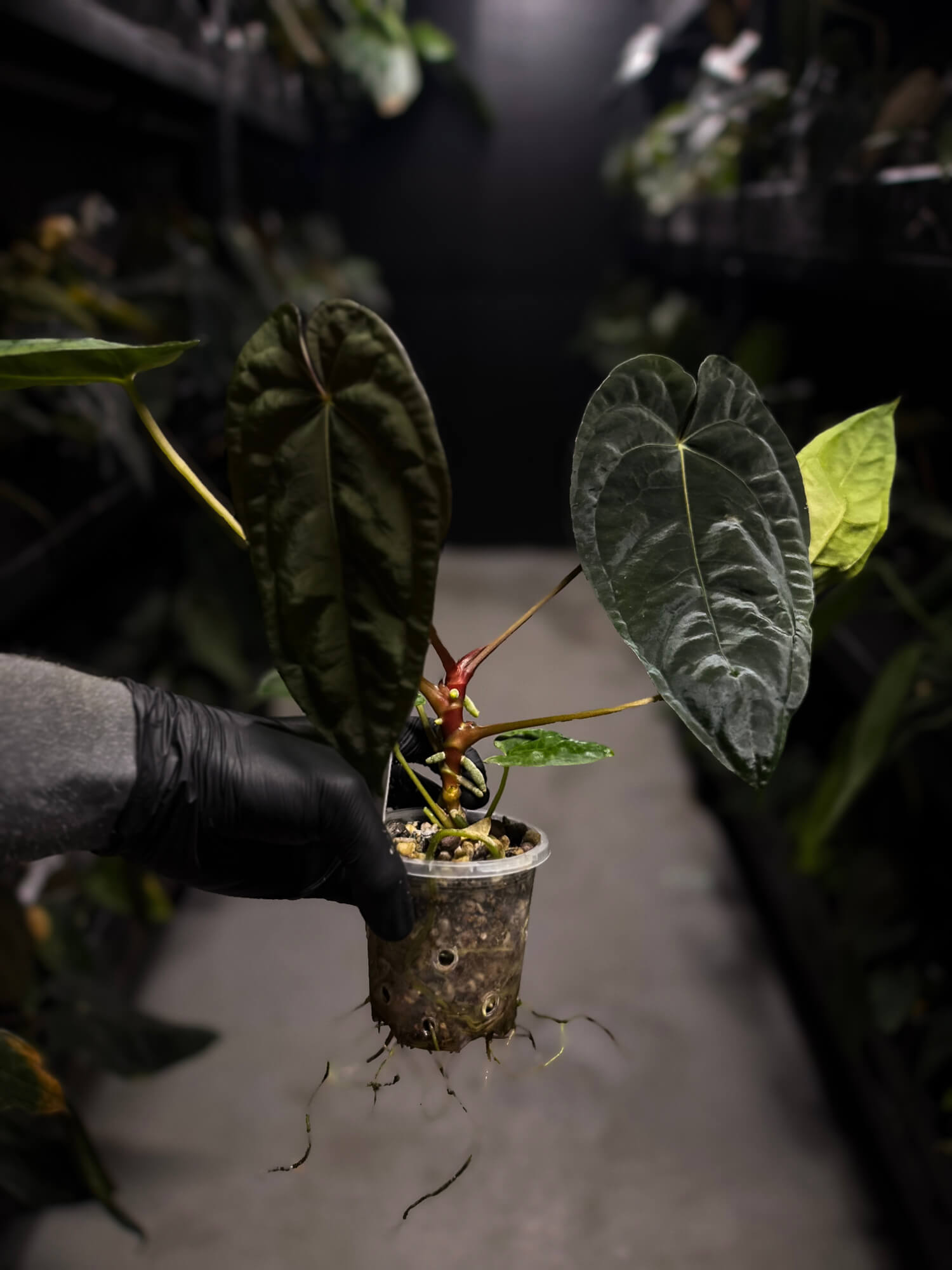 Anthurium #BlinkyBill • select