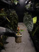 Anthurium #BlinkyBill • select
