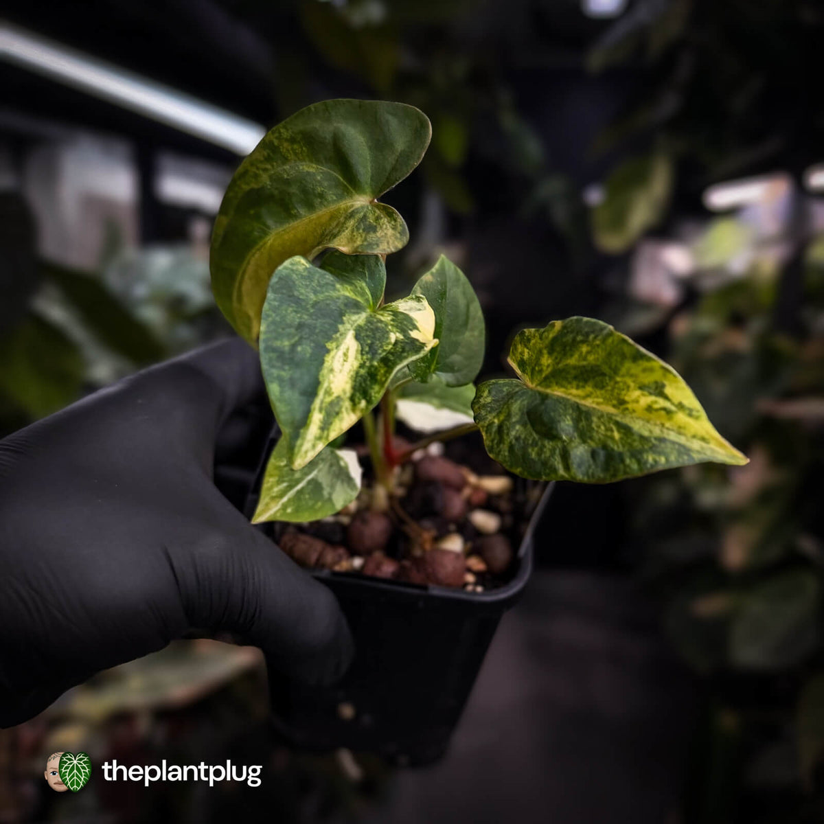 Anthurium (forgetii x papillilaminum var) x (papillilaminum x besseae aff) • highly variegated