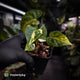 Anthurium (forgetii x papillilaminum var) x (papillilaminum x besseae aff) • highly variegated