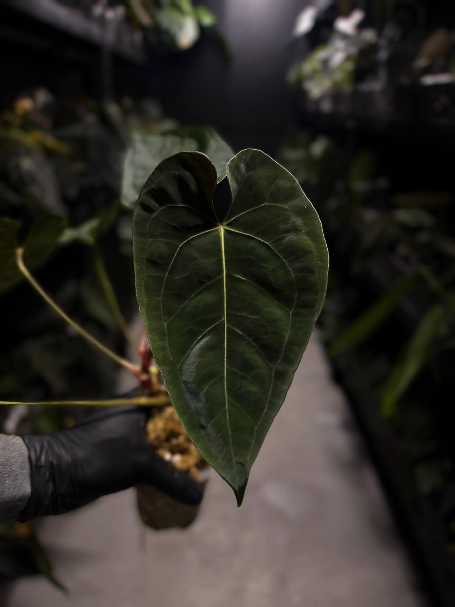 Anthurium #BlinkyBill