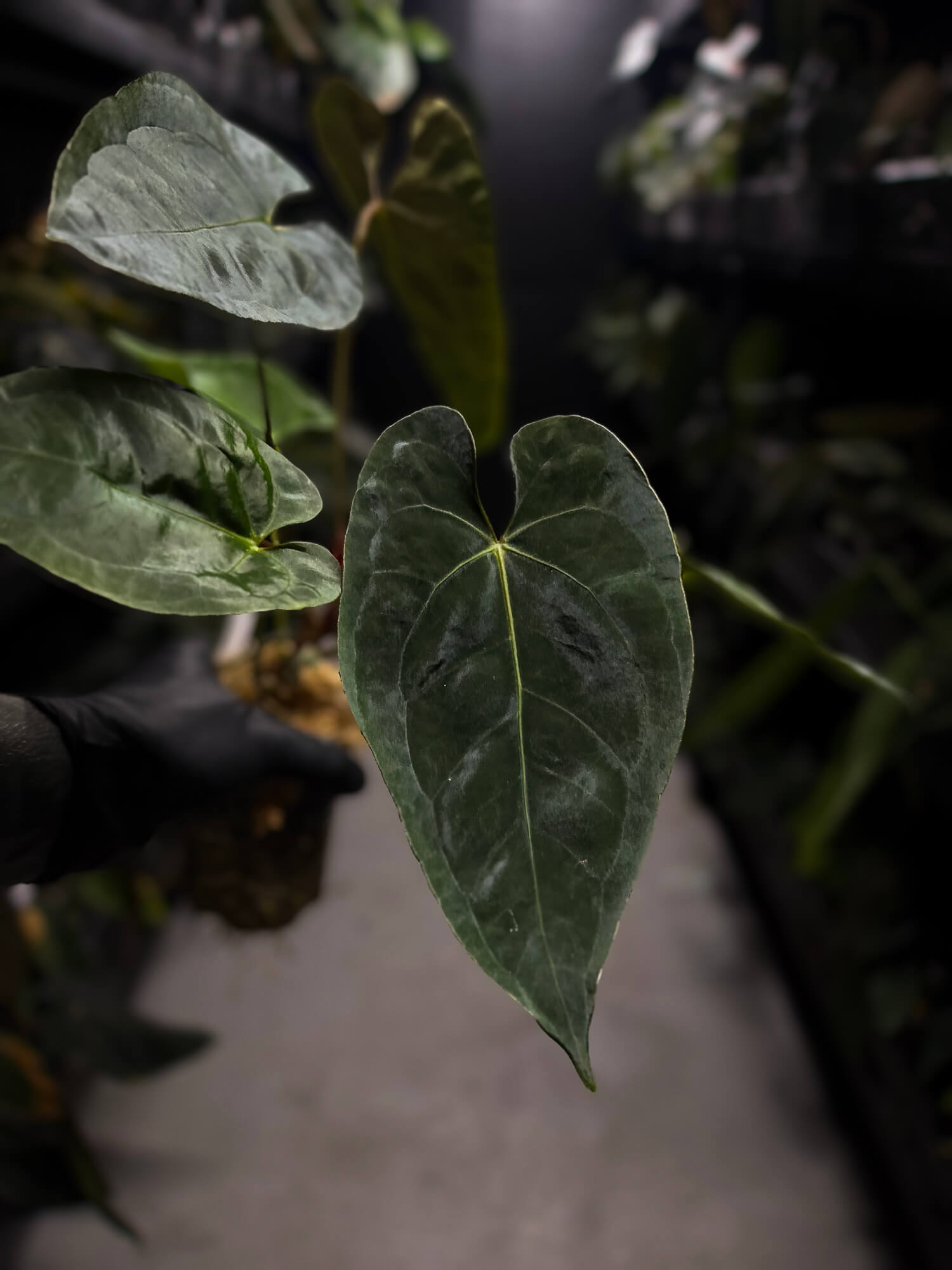 Anthurium #BlinkyBill