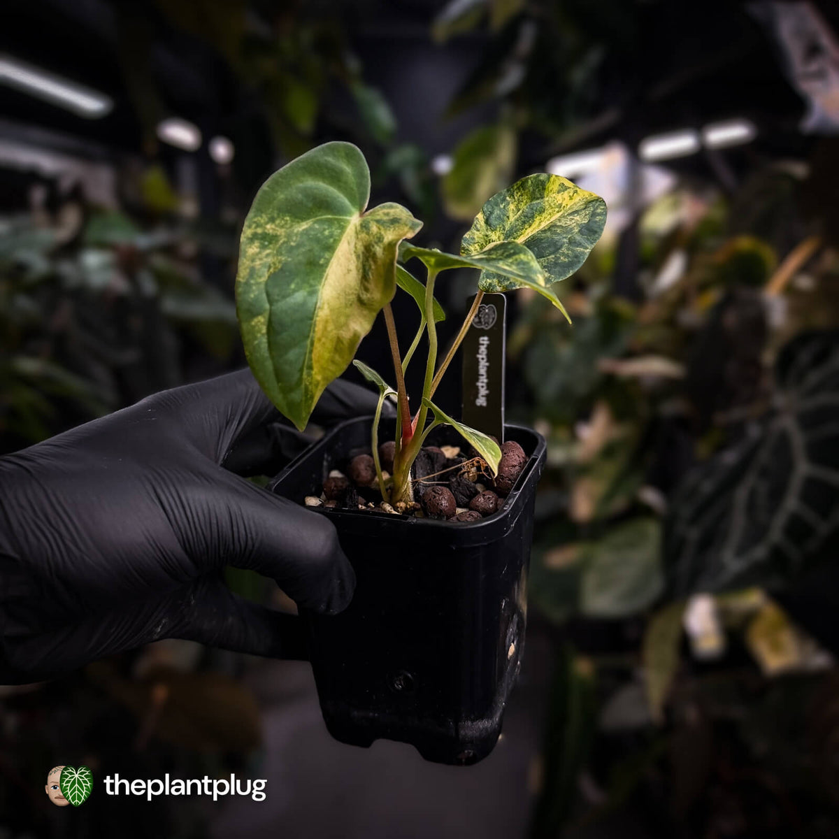 Anthurium (forgetii x papillilaminum var) x (papillilaminum x besseae aff) • highly variegated