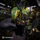 Anthurium (forgetii x papillilaminum var) x (papillilaminum x besseae aff) • highly variegated