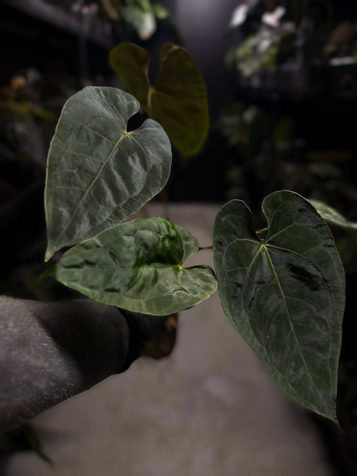 Anthurium #BlinkyBill