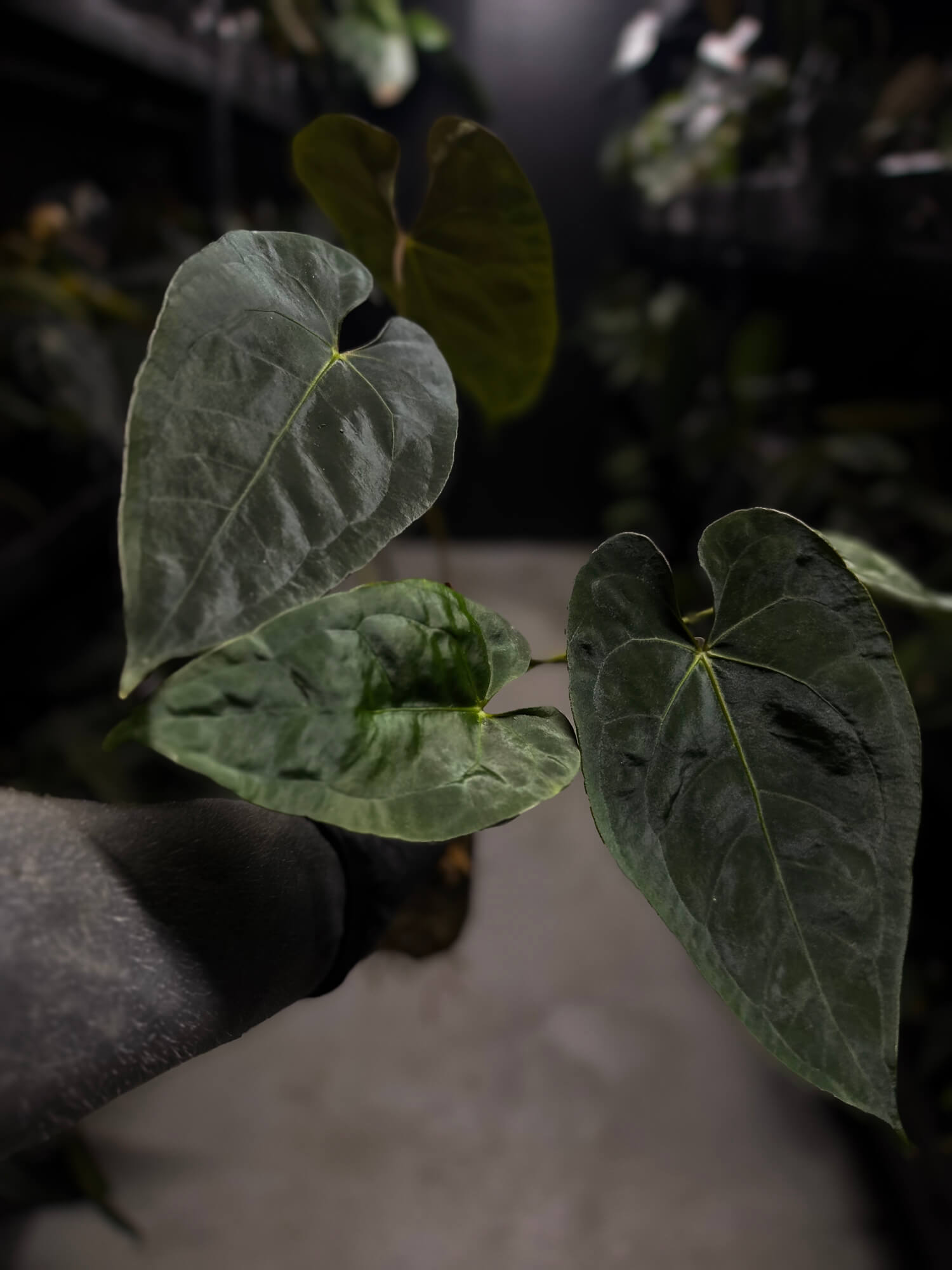 Anthurium #BlinkyBill