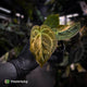Anthurium forgetii hybrid var x ('SKG Silver' x 'Red Crystal') • variegated