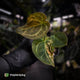 Anthurium forgetii hybrid var x ('SKG Silver' x 'Red Crystal') • variegated