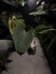 Anthurium #BlinkyBill