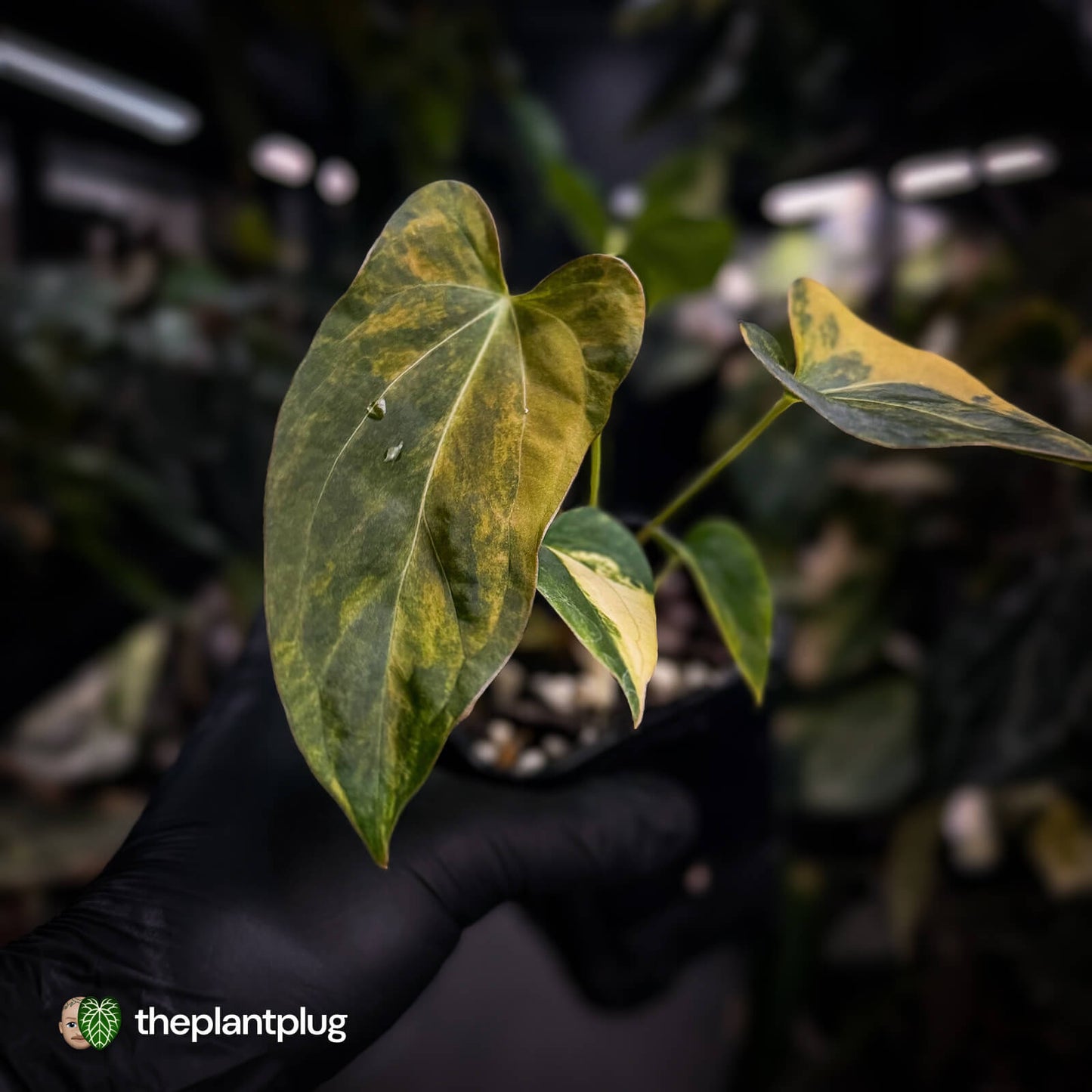 Anthurium 'Wolverine' x 'Loki' • highly variegated