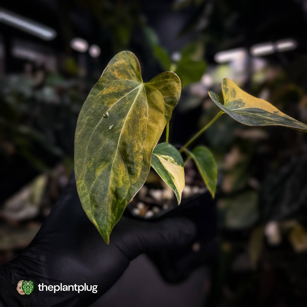 Anthurium 'Wolverine' x 'Loki' • highly variegated