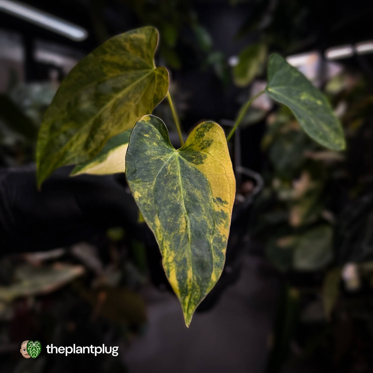 Anthurium 'Wolverine' x 'Loki' • highly variegated
