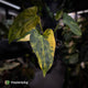 Anthurium 'Wolverine' x 'Loki' • highly variegated