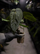 Anthurium #BlinkyBill