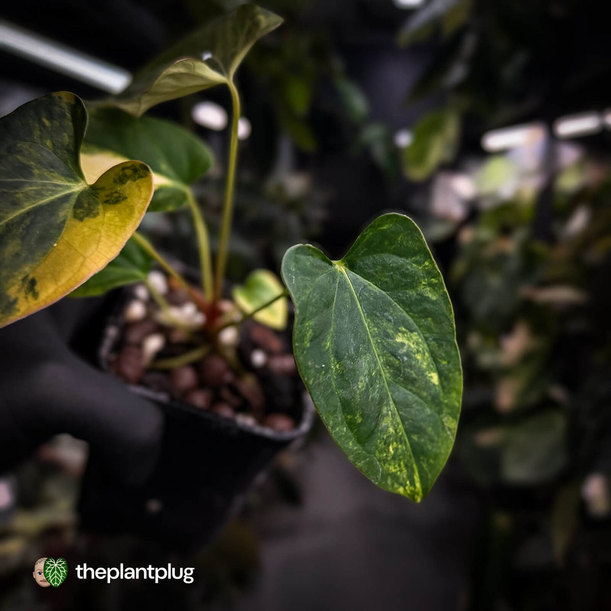 Anthurium 'Wolverine' x 'Loki' • highly variegated