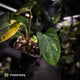 Anthurium 'Wolverine' x 'Loki' • highly variegated