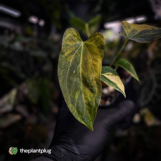 Anthurium 'Wolverine' x 'Loki' • highly variegated