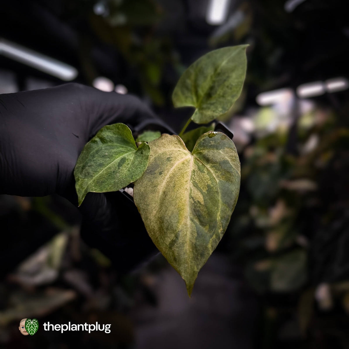 Anthurium ('Blackx' x 'Hoffx') x ('Black' x) • mint variegated