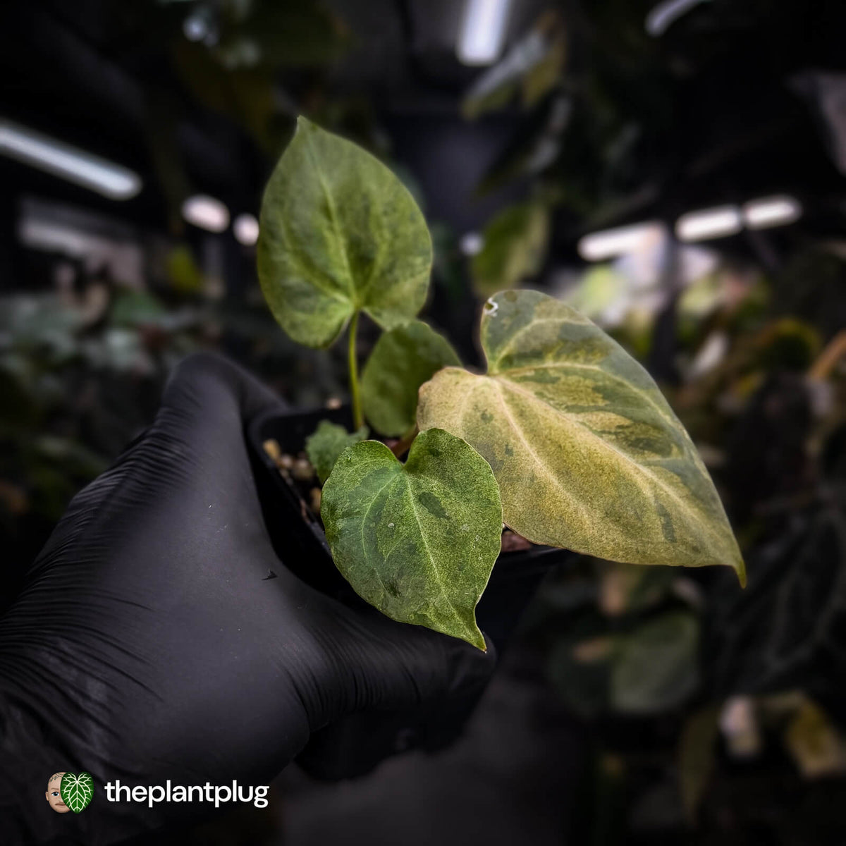 Anthurium ('Blackx' x 'Hoffx') x ('Black' x) • mint variegated