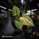 Anthurium ('Blackx' x 'Hoffx') x ('Black' x) • mint variegated
